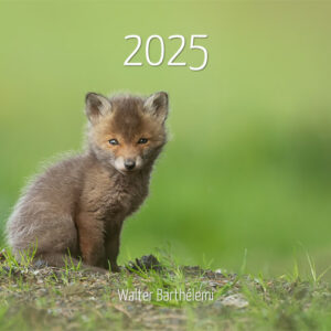 Calendrier "Renard roux" 2025